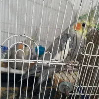 عروس هلندی|پرنده|بم, |دیوار