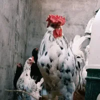 خروس گلینه حرفه ای