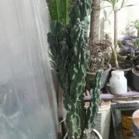 کاکتوس صخره ای ۱۸ساله باقدبالای یک متر