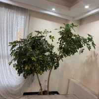 درختچه اپارتمانی