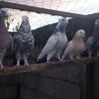 کبوتر|پرنده|فومن, |دیوار