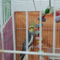 عروس هلندی