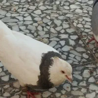 چهار عدد کبوتر طوقی مفت