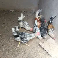4 تا خروس گلین