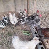 خروس گلین