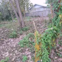 زمین-مسکونی240متر-روستایی-و-دنج-لشت-نشا