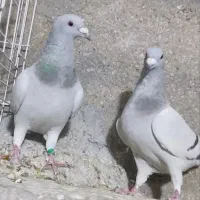 کبوتر پلاکی مسافتی سبز موریس دلبر