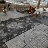 مرغ ارزان و تخم گذار