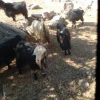 ۳۰ راس بز بفروش میرسد|حیوانات مزرعه|ایذه, |دیوار