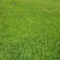 نشا شلتوک تخم شلتوک