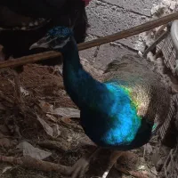 طاووس سه ساله هندی