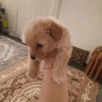 سگ نر پودل کراس|سگ|مشهد, نظام دوست|دیوار