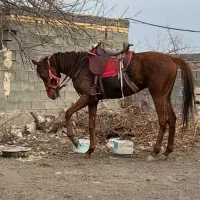 اسب نریان ۴ ساله