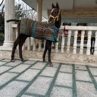 اسب مادیان با کره و کره از سهیل حیدر|اسب و تجهیزات اسبسواری|شهریار, شهرک امیریه|دیوار