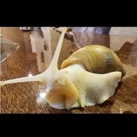 حلزون آلبینو نصف قیمت