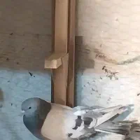 قره سیاه سوسنی