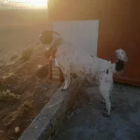 گمشده|حیوانات|دورود, |دیوار