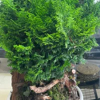 گلهای طبیعی