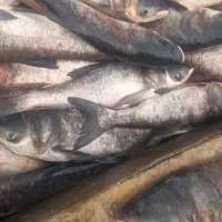 ۱۴۰۰۰۰|ماهی|مریوان, |دیوار