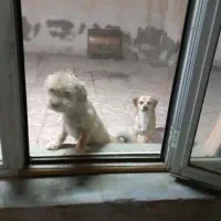واگذاری توله سگ