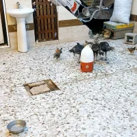 مرغ محلی با چهار تا بوغلمون