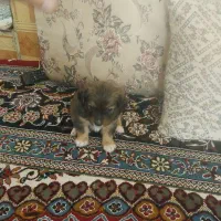 سگ پاکوتاه  از نژاد راسل تریر ورت تریر|سگ|دورود, |دیوار