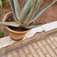 فروش چندگلدان گل آلوورا سالم باگلدان،قیمت ارزان