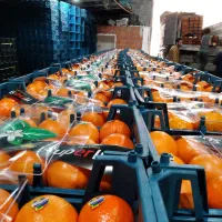 استخدام آشپز برای سورتینگ