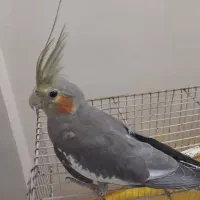 عروس هلندی|پرنده|مشهد, توس (بلوار توس)|دیوار