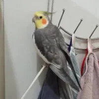 عروس هلندی گم شده