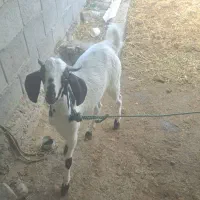 چپشت چاق فول