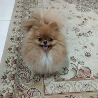 واگذاری سگ پامر