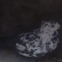 سلام الیک سلامتی|پرنده|رشتخوار, |دیوار