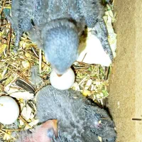 طوطی کوتوله برزیلی جوجه نرمه خور و سرلاکی و مولد|پرنده|نجف‌آباد, شریعتی|دیوار