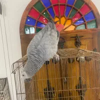 «کاسکو اعجوبه ۱۰۰ کلام رام و دستی » کاکادو آرا