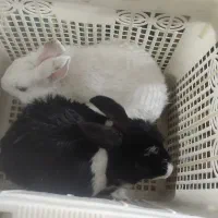 فروش خرگوش خانگی