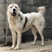 سگ های آلابای روسیه نر