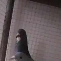 ماده خرقه گمشده