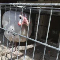 مرغ شاخ دار