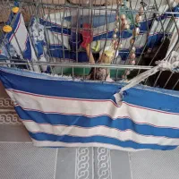 پرنده عروس هلندی|پرنده|فاضل آباد, |دیوار