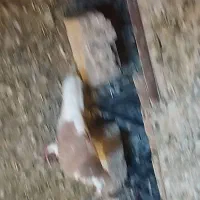 ساده افشون جفتگاه پرشی بوم|پرنده|نصر آباد, |دیوار