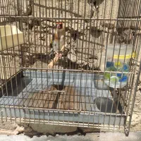 سهره نر  ماده. قناری