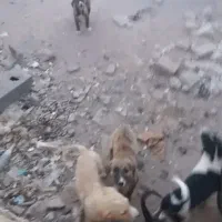 سگ افغان