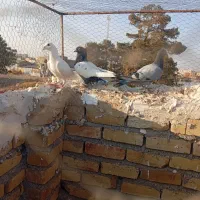 صید فروشی|پرنده|تربت جام, معدآباد|دیوار