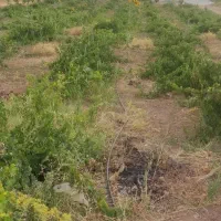 باغ 3010 متری جاده عمرل سند تک برگ|فروش دفتر صنعتی، کشاورزی، تجاری|کرمانشاه, |دیوار