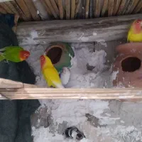 فروش دوجفت کوتوله ویک جفت عروس
