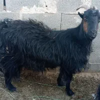 بز ترکی چاق ارسنجان