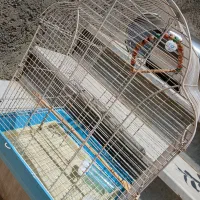 قفس عروس هلندی و پرنده