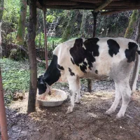 گاو لیشه دورگ هلشتاین