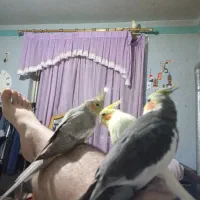 جوجه عروس هلندی|پرنده|رودسر, |دیوار